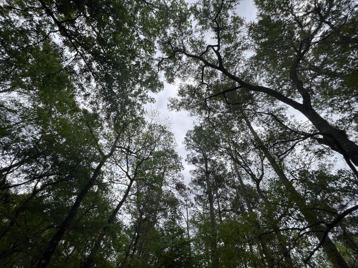 2 Bdrm Treehouse Hideout- Lake Conroe With Boat Ramp 몽고메리 외부 사진